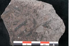 Foto (Detailansicht) von Noeggerathia palmaeformis Goeppert (NHMW-GEO-2024-0188-10757)